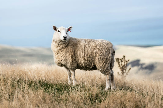 My Sheep Hear My Voice